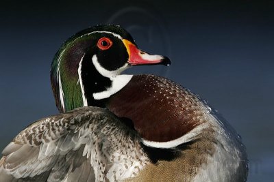 _MG_5469 Wood Duck.jpg