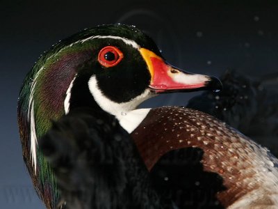 _MG_5470 Wood Duck.jpg