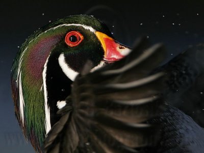 _MG_5471 Wood Duck.jpg