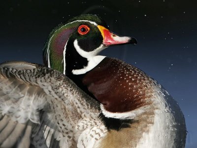 _MG_5472 Wood Duck.jpg