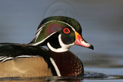 _MG_5480 Wood Duck.jpg