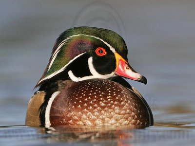 _MG_5489 Wood Duck.jpg