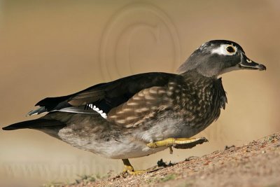 _MG_5723 Wood Duck.jpg