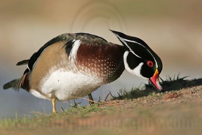 _MG_5735 Wood Duck.jpg