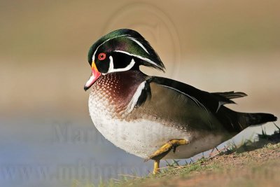 _MG_5740 Wood Duck.jpg