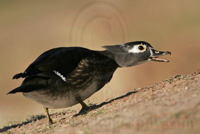 _MG_5767 Wood Duck.jpg