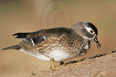 _MG_5782 Wood Duck.jpg