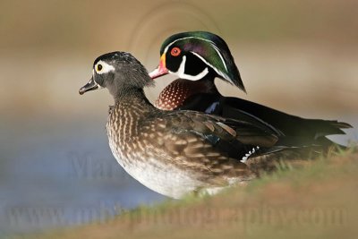 _MG_5806 Wood Duck.jpg