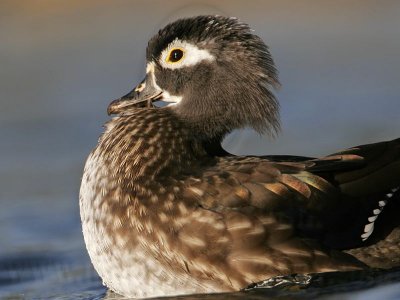 _MG_5845 Wood Duck.jpg