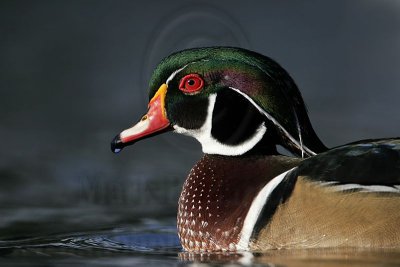_MG_5881 Wood Duck.jpg