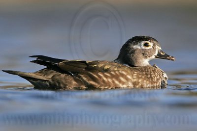 _MG_7246 Wood Duck.jpg