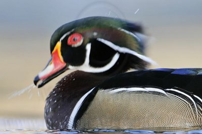 _MG_8020 Wood Duck.jpg
