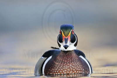 _MG_8045 Wood Duck.jpg
