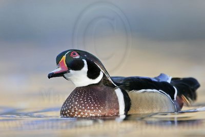 _MG_8046 Wood Duck.jpg