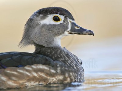 _MG_8060 Wood Duck.jpg