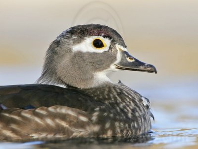 _MG_8071 Wood Duck.jpg