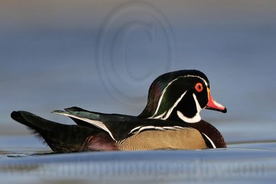 _MG_8097 Wood Duck.jpg