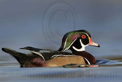 _MG_8100 Wood Duck.jpg