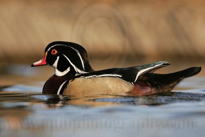 _MG_8104 Wood Duck.jpg