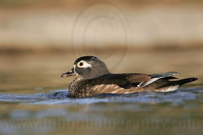 _MG_8115 Wood Duck.jpg