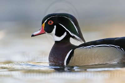 _MG_8240 Wood Duck.jpg