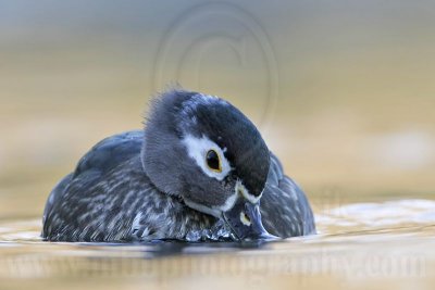 _MG_8251 Wood Duck.jpg