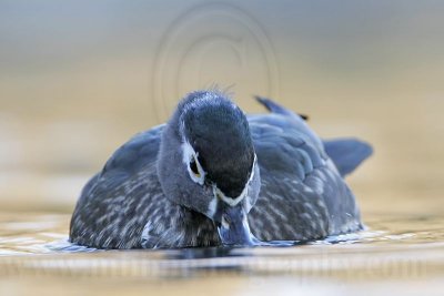 _MG_8255 Wood Duck.jpg