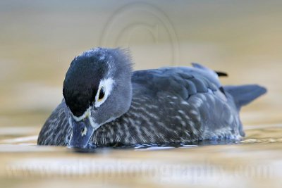_MG_8257 Wood Duck.jpg