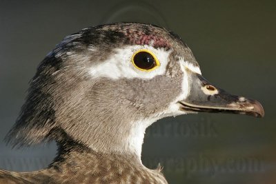 _MG_8334 Wood Duck.jpg