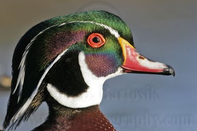 _MG_8337 Wood Duck.jpg