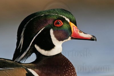 _MG_8340 Wood Duck.jpg