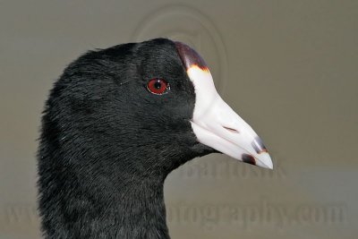 _MG_6805 American Coot.jpg