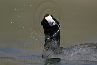 _MG_6833 American Coot.jpg