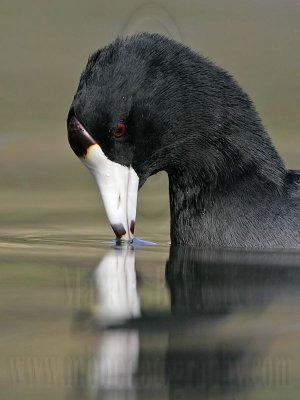 _MG_6855 American Coot.jpg