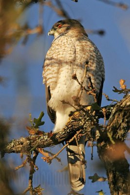 _MG_5058 Coopers Hawk.jpg