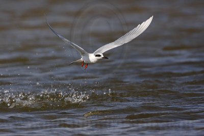 _MG_0402 Forster's Tern.jpg