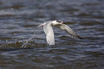 _MG_0406 Forster's Tern.jpg