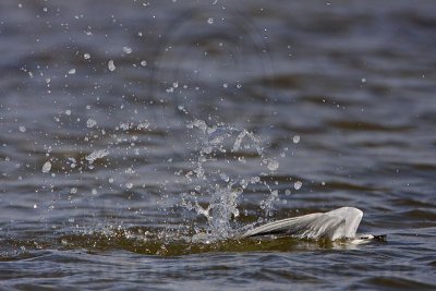 _MG_0437 Forster's Tern.jpg