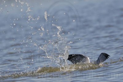 _MG_0826 Caspian Tern.jpg