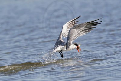 Caspian Tern, Upper Texas Coast, winter 2007-8