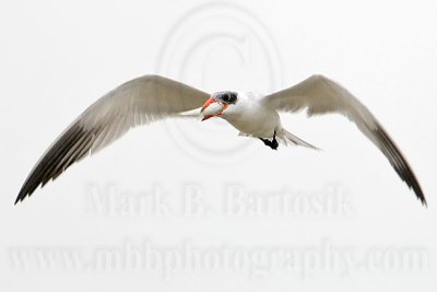 _MG_6130 Caspian Tern.jpg