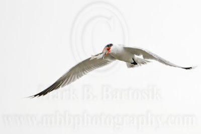 _MG_6133 Caspian Tern.jpg