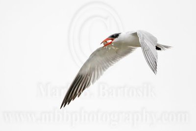_MG_6138 Caspian Tern.jpg