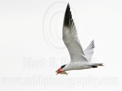 _MG_6145 Caspian Tern.jpg