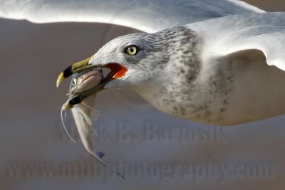 Ring-billed Gull breaking off Gafftopsail Catfish (Bagre marinus) venomous spine, January 20, 2008