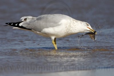 _MG_9954 Ring-billed Gul.jpg