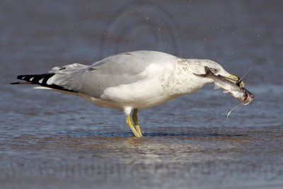 _MG_9955 Ring-billed Gul.jpg