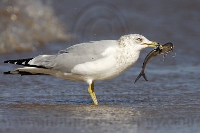_MG_9957 Ring-billed Gul.jpg