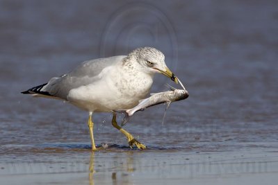 _MG_9990 Ring-billed Gul.jpg