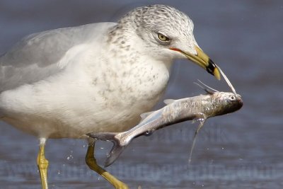 _MG_9990crop Ring-billed Gul.jpg